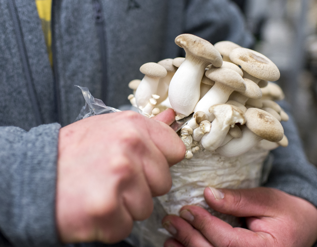 Bild https://www.zuerioberland.ch/app/uploads/gossau_finefunghi_pilz_fotoshooting_2016-16-1024x800.jpg