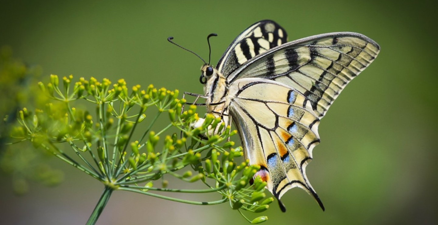 Botanischer Garten Grüningen, Bestäuber