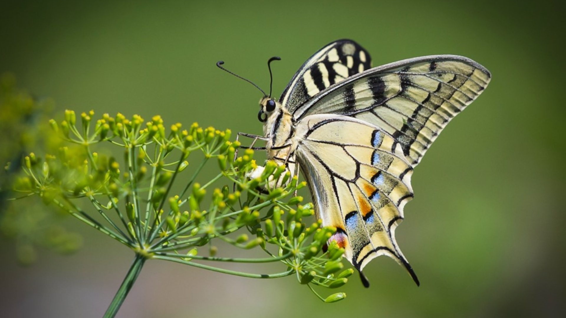 Botanischer Garten Grüningen, Bestäuber
