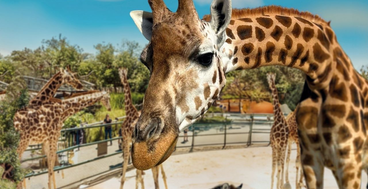 Knies Kinderzoo Rapperswil Giraffe