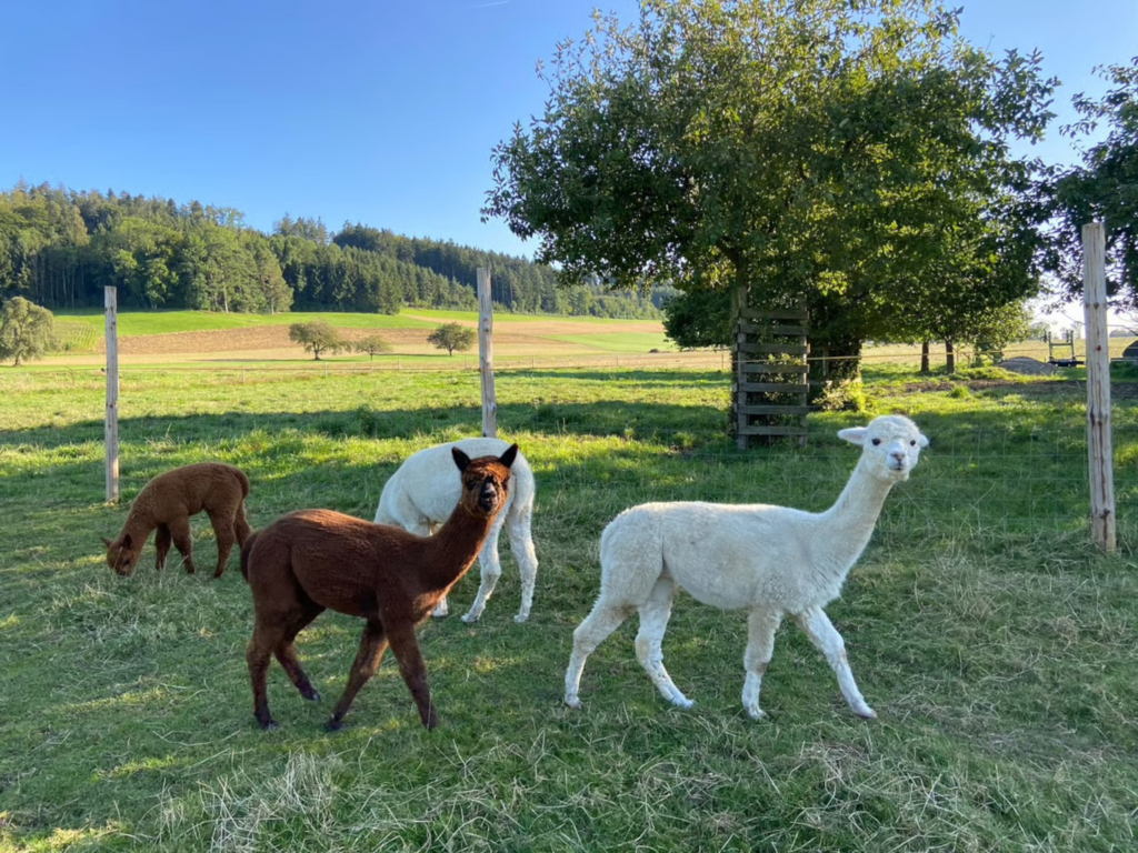 2 Alpakas auf dem Alpakahof Theilingen