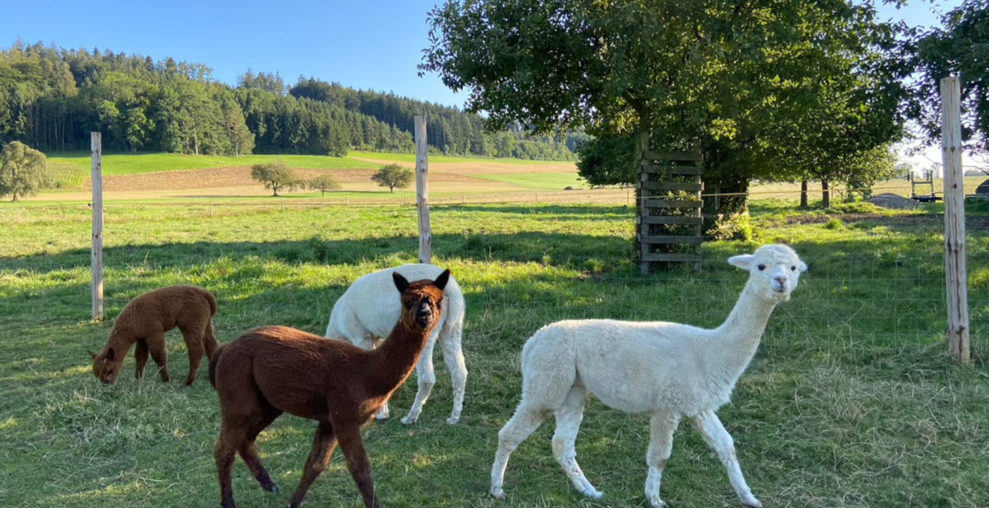 2 Alpakas auf dem Alpakahof Theilingen
