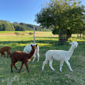 2 Alpakas auf dem Alpakahof Theilingen